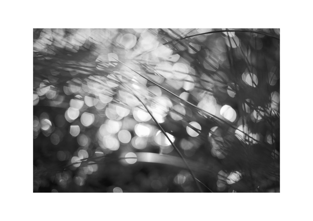 INTIMIST PRINT - A3